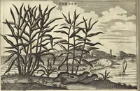An illustration from Het gezandtschap der Neêrlandtsche Oost-Indische Compagnie, aan den grooten Tartarischen Cham, den tegenwoordigen keizer van China : waar in de gedenkwaerdigste geschiedenissen, die onder het reizen door de Sineesche landtschappen, Quantung, Kiangsi, Nanking, Xantung en Peking, en aan het keizerlyke hof te Peking, zedert den jaare 1655 tot 1657 zyn voorgevallen, op het bondigste verhandelt worden : beneffens een naauwkeurige beschryvinge der Sineesche steden, dorpen, regeering, weetenschappen, handwerken, zeden, godsdiensten, gebouwen, drachten, scheepen, bergen, gewaffen, dieren, &c. en oorlogen tegen de Tarters : verçiert met over de 150 afbeeldtsels, na 't leven in Sina (1693)