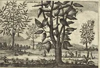 An illustration from Het gezandtschap der Neêrlandtsche Oost-Indische Compagnie, aan den grooten Tartarischen Cham, den tegenwoordigen keizer van China : waar in de gedenkwaerdigste geschiedenissen, die onder het reizen door de Sineesche landtschappen, Quantung, Kiangsi, Nanking, Xantung en Peking, en aan het keizerlyke hof te Peking, zedert den jaare 1655 tot 1657 zyn voorgevallen, op het bondigste verhandelt worden : beneffens een naauwkeurige beschryvinge der Sineesche steden, dorpen, regeering, weetenschappen, handwerken, zeden, godsdiensten, gebouwen, drachten, scheepen, bergen, gewaffen, dieren, &c. en oorlogen tegen de Tarters : verçiert met over de 150 afbeeldtsels, na 't leven in Sina (1693)