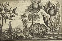 An illustration from Het gezandtschap der Neêrlandtsche Oost-Indische Compagnie, aan den grooten Tartarischen Cham, den tegenwoordigen keizer van China : waar in de gedenkwaerdigste geschiedenissen, die onder het reizen door de Sineesche landtschappen, Quantung, Kiangsi, Nanking, Xantung en Peking, en aan het keizerlyke hof te Peking, zedert den jaare 1655 tot 1657 zyn voorgevallen, op het bondigste verhandelt worden : beneffens een naauwkeurige beschryvinge der Sineesche steden, dorpen, regeering, weetenschappen, handwerken, zeden, godsdiensten, gebouwen, drachten, scheepen, bergen, gewaffen, dieren, &c. en oorlogen tegen de Tarters : verçiert met over de 150 afbeeldtsels, na 't leven in Sina (1693)