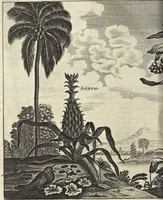 An illustration from Het gezandtschap der Neêrlandtsche Oost-Indische Compagnie, aan den grooten Tartarischen Cham, den tegenwoordigen keizer van China : waar in de gedenkwaerdigste geschiedenissen, die onder het reizen door de Sineesche landtschappen, Quantung, Kiangsi, Nanking, Xantung en Peking, en aan het keizerlyke hof te Peking, zedert den jaare 1655 tot 1657 zyn voorgevallen, op het bondigste verhandelt worden : beneffens een naauwkeurige beschryvinge der Sineesche steden, dorpen, regeering, weetenschappen, handwerken, zeden, godsdiensten, gebouwen, drachten, scheepen, bergen, gewaffen, dieren, &c. en oorlogen tegen de Tarters : verçiert met over de 150 afbeeldtsels, na 't leven in Sina (1693)