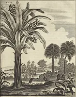 Picture 178 of 190 from Het gezandtschap der Neêrlandtsche Oost-Indische Compagnie, aan den grooten Tartarischen Cham, den tegenwoordigen keizer van China : waar in de gedenkwaerdigste geschiedenissen, die onder het reizen door de Sineesche landtschappen, Quantung, Kiangsi, Nanking, Xantung en Peking, en aan het keizerlyke hof te Peking, zedert den jaare 1655 tot 1657 zyn voorgevallen, op het bondigste verhandelt worden : beneffens een naauwkeurige beschryvinge der Sineesche steden, dorpen, regeering, weetenschappen, handwerken, zeden, godsdiensten, gebouwen, drachten, scheepen, bergen, gewaffen, dieren, &c. en oorlogen tegen de Tarters : verçiert met over de 150 afbeeldtsels, na 't leven in Sina (1693), leaf 506