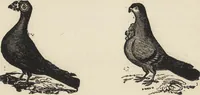 An illustration from Beeton's housewife's treasury of domestic information : comprising complete and practical instructions on the house and its furniture, artistic decoration economy, toilet, children, etiquette, domestic and fancy needlework, dressmaking and millinery, and all other household matters : with every requisite direction to secure the comfort, elegance, and prosperity of the home : a companion volume to "Mrs. Beeton's book of household management" : profusely illustrated (1879)