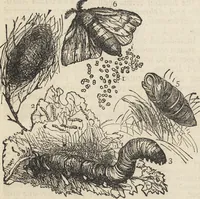 An illustration from Beeton's housewife's treasury of domestic information : comprising complete and practical instructions on the house and its furniture, artistic decoration economy, toilet, children, etiquette, domestic and fancy needlework, dressmaking and millinery, and all other household matters : with every requisite direction to secure the comfort, elegance, and prosperity of the home : a companion volume to "Mrs. Beeton's book of household management" : profusely illustrated (1879)