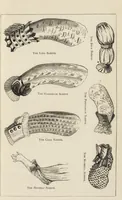Picture 201 of 362 from Beeton's housewife's treasury of domestic information : comprising complete and practical instructions on the house and its furniture, artistic decoration economy, toilet, children, etiquette, domestic and fancy needlework, dressmaking and millinery, and all other household matters : with every requisite direction to secure the comfort, elegance, and prosperity of the home : a companion volume to "Mrs. Beeton's book of household management" : profusely illustrated (1879), leaf 644