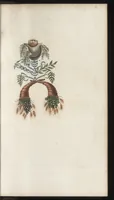 Picture 13 of 13 from Arabesques mythologiques, ou, Les attributs de toutes les divinités de la fable : en 54 planches gravées d'après les dessins coloriés de Madame de Genlis ... : ouvrage fait pour servir à l'éducation de la jeunesse (1810), leaf 210