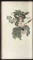 An illustration from Arabesques mythologiques, ou, Les attributs de toutes les divinités de la fable : en 54 planches gravées d'après les dessins coloriés de Madame de Genlis ... : ouvrage fait pour servir à l'éducation de la jeunesse (1810)
