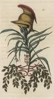 Picture 9 of 16 from Arabesques mythologiques, ou, Les attributs de toutes les divinités de la fable : en 54 planches gravées d'après les dessins coloriés de Madame de Genlis ... : ouvrage fait pour servir à l'éducation de la jeunesse (1810), leaf 162