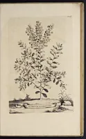 An illustration from Naauwkeurige beschryving der aardgewassen : waar in de veelerley aart en bijzondere eigenschappen der boomen, heesters, kruyden, bloemen, met haare vrugten, zaden, wortelen en bollen, neevens derzelver waare voort-teeling, gelukkige aanwinning, en heylzaame genees-krachten : na een veel-jarige oeffening en eigen ondervinding, in drie onderscheide boeken, naauwkeuriglijk beschreeven worden (1696)