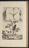An illustration from Naauwkeurige beschryving der aardgewassen : waar in de veelerley aart en bijzondere eigenschappen der boomen, heesters, kruyden, bloemen, met haare vrugten, zaden, wortelen en bollen, neevens derzelver waare voort-teeling, gelukkige aanwinning, en heylzaame genees-krachten : na een veel-jarige oeffening en eigen ondervinding, in drie onderscheide boeken, naauwkeuriglijk beschreeven worden (1696)