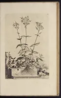 Picture 3 of 33 from Naauwkeurige beschryving der aardgewassen : waar in de veelerley aart en bijzondere eigenschappen der boomen, heesters, kruyden, bloemen, met haare vrugten, zaden, wortelen en bollen, neevens derzelver waare voort-teeling, gelukkige aanwinning, en heylzaame genees-krachten : na een veel-jarige oeffening en eigen ondervinding, in drie onderscheide boeken, naauwkeuriglijk beschreeven worden (1696), leaf 14