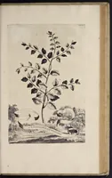 An illustration from Naauwkeurige beschryving der aardgewassen : waar in de veelerley aart en bijzondere eigenschappen der boomen, heesters, kruyden, bloemen, met haare vrugten, zaden, wortelen en bollen, neevens derzelver waare voort-teeling, gelukkige aanwinning, en heylzaame genees-krachten : na een veel-jarige oeffening en eigen ondervinding, in drie onderscheide boeken, naauwkeuriglijk beschreeven worden (1696)