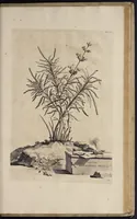 An illustration from Naauwkeurige beschryving der aardgewassen : waar in de veelerley aart en bijzondere eigenschappen der boomen, heesters, kruyden, bloemen, met haare vrugten, zaden, wortelen en bollen, neevens derzelver waare voort-teeling, gelukkige aanwinning, en heylzaame genees-krachten : na een veel-jarige oeffening en eigen ondervinding, in drie onderscheide boeken, naauwkeuriglijk beschreeven worden (1696)