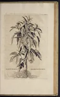 An illustration from Naauwkeurige beschryving der aardgewassen : waar in de veelerley aart en bijzondere eigenschappen der boomen, heesters, kruyden, bloemen, met haare vrugten, zaden, wortelen en bollen, neevens derzelver waare voort-teeling, gelukkige aanwinning, en heylzaame genees-krachten : na een veel-jarige oeffening en eigen ondervinding, in drie onderscheide boeken, naauwkeuriglijk beschreeven worden (1696)
