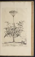 Picture 29 of 33 from Naauwkeurige beschryving der aardgewassen : waar in de veelerley aart en bijzondere eigenschappen der boomen, heesters, kruyden, bloemen, met haare vrugten, zaden, wortelen en bollen, neevens derzelver waare voort-teeling, gelukkige aanwinning, en heylzaame genees-krachten : na een veel-jarige oeffening en eigen ondervinding, in drie onderscheide boeken, naauwkeuriglijk beschreeven worden (1696), leaf 248