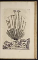 An illustration from Naauwkeurige beschryving der aardgewassen : waar in de veelerley aart en bijzondere eigenschappen der boomen, heesters, kruyden, bloemen, met haare vrugten, zaden, wortelen en bollen, neevens derzelver waare voort-teeling, gelukkige aanwinning, en heylzaame genees-krachten : na een veel-jarige oeffening en eigen ondervinding, in drie onderscheide boeken, naauwkeuriglijk beschreeven worden (1696)