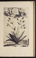 Picture 4 of 33 from Naauwkeurige beschryving der aardgewassen : waar in de veelerley aart en bijzondere eigenschappen der boomen, heesters, kruyden, bloemen, met haare vrugten, zaden, wortelen en bollen, neevens derzelver waare voort-teeling, gelukkige aanwinning, en heylzaame genees-krachten : na een veel-jarige oeffening en eigen ondervinding, in drie onderscheide boeken, naauwkeuriglijk beschreeven worden (1696), leaf 32