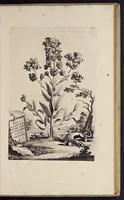 Picture 5 of 33 from Naauwkeurige beschryving der aardgewassen : waar in de veelerley aart en bijzondere eigenschappen der boomen, heesters, kruyden, bloemen, met haare vrugten, zaden, wortelen en bollen, neevens derzelver waare voort-teeling, gelukkige aanwinning, en heylzaame genees-krachten : na een veel-jarige oeffening en eigen ondervinding, in drie onderscheide boeken, naauwkeuriglijk beschreeven worden (1696), leaf 42