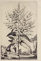 An illustration from Naauwkeurige beschryving der aardgewassen : waar in de veelerley aart en bijzondere eigenschappen der boomen, heesters, kruyden, bloemen, met haare vrugten, zaden, wortelen en bollen, neevens derzelver waare voort-teeling, gelukkige aanwinning, en heylzaame genees-krachten : na een veel-jarige oeffening en eigen ondervinding, in drie onderscheide boeken, naauwkeuriglijk beschreeven worden (1696)