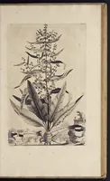An illustration from Naauwkeurige beschryving der aardgewassen : waar in de veelerley aart en bijzondere eigenschappen der boomen, heesters, kruyden, bloemen, met haare vrugten, zaden, wortelen en bollen, neevens derzelver waare voort-teeling, gelukkige aanwinning, en heylzaame genees-krachten : na een veel-jarige oeffening en eigen ondervinding, in drie onderscheide boeken, naauwkeuriglijk beschreeven worden (1696)