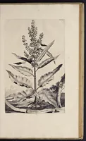 An illustration from Naauwkeurige beschryving der aardgewassen : waar in de veelerley aart en bijzondere eigenschappen der boomen, heesters, kruyden, bloemen, met haare vrugten, zaden, wortelen en bollen, neevens derzelver waare voort-teeling, gelukkige aanwinning, en heylzaame genees-krachten : na een veel-jarige oeffening en eigen ondervinding, in drie onderscheide boeken, naauwkeuriglijk beschreeven worden (1696)