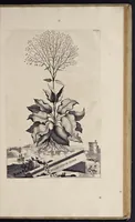 An illustration from Naauwkeurige beschryving der aardgewassen : waar in de veelerley aart en bijzondere eigenschappen der boomen, heesters, kruyden, bloemen, met haare vrugten, zaden, wortelen en bollen, neevens derzelver waare voort-teeling, gelukkige aanwinning, en heylzaame genees-krachten : na een veel-jarige oeffening en eigen ondervinding, in drie onderscheide boeken, naauwkeuriglijk beschreeven worden (1696)
