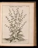 An illustration from De vera antiquorum herba Britannica : ejusdemque efficacia contra stomacaccen, seu scelotyrben, Frisiis et Batavis de scheurbuyck : dissertatio historico-medica (1681)