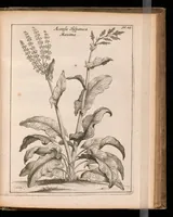 An illustration from De vera antiquorum herba Britannica : ejusdemque efficacia contra stomacaccen, seu scelotyrben, Frisiis et Batavis de scheurbuyck : dissertatio historico-medica (1681)