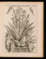 An illustration from De vera antiquorum herba Britannica : ejusdemque efficacia contra stomacaccen, seu scelotyrben, Frisiis et Batavis de scheurbuyck : dissertatio historico-medica (1681)