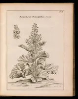 An illustration from De vera antiquorum herba Britannica : ejusdemque efficacia contra stomacaccen, seu scelotyrben, Frisiis et Batavis de scheurbuyck : dissertatio historico-medica (1681)
