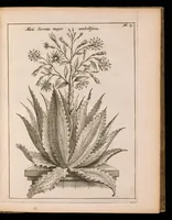 Picture 7 of 18 from De vera antiquorum herba Britannica : ejusdemque efficacia contra stomacaccen, seu scelotyrben, Frisiis et Batavis de scheurbuyck : dissertatio historico-medica (1681), leaf 52
