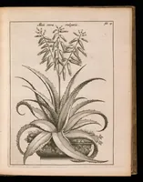 An illustration from De vera antiquorum herba Britannica : ejusdemque efficacia contra stomacaccen, seu scelotyrben, Frisiis et Batavis de scheurbuyck : dissertatio historico-medica (1681)