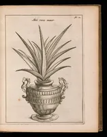 Picture 10 of 18 from De vera antiquorum herba Britannica : ejusdemque efficacia contra stomacaccen, seu scelotyrben, Frisiis et Batavis de scheurbuyck : dissertatio historico-medica (1681), leaf 70
