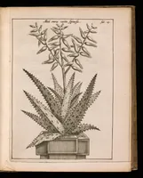 An illustration from De vera antiquorum herba Britannica : ejusdemque efficacia contra stomacaccen, seu scelotyrben, Frisiis et Batavis de scheurbuyck : dissertatio historico-medica (1681)