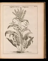 An illustration from De vera antiquorum herba Britannica : ejusdemque efficacia contra stomacaccen, seu scelotyrben, Frisiis et Batavis de scheurbuyck : dissertatio historico-medica (1681)