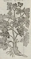 Picture 31 of 57 from The herball, or, Generall historie of plantes (1633), leaf 1022