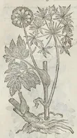 Picture 32 of 57 from The herball, or, Generall historie of plantes (1633), leaf 1043