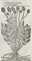 Picture 33 of 57 from The herball, or, Generall historie of plantes (1633), leaf 1088