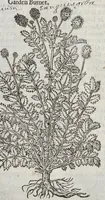 Picture 34 of 57 from The herball, or, Generall historie of plantes (1633), leaf 1088