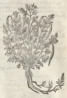 An illustration from The herball, or, Generall historie of plantes (1633)