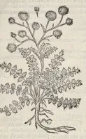 Picture 36 of 57 from The herball, or, Generall historie of plantes (1633), leaf 1110