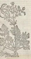 An illustration from The herball, or, Generall historie of plantes (1633)