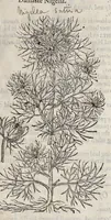 Picture 38 of 57 from The herball, or, Generall historie of plantes (1633), leaf 1128