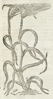 Picture 5 of 57 from The herball, or, Generall historie of plantes (1633), leaf 119