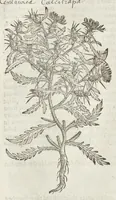 Picture 39 of 57 from The herball, or, Generall historie of plantes (1633), leaf 1209