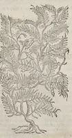 Picture 40 of 57 from The herball, or, Generall historie of plantes (1633), leaf 1268