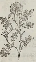Picture 41 of 57 from The herball, or, Generall historie of plantes (1633), leaf 1310