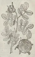 An illustration from The herball, or, Generall historie of plantes (1633)