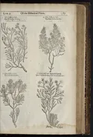 Picture 43 of 57 from The herball, or, Generall historie of plantes (1633), leaf 1330