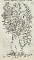 Picture 44 of 57 from The herball, or, Generall historie of plantes (1633), leaf 1353
