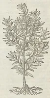 An illustration from The herball, or, Generall historie of plantes (1633)